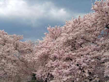 Cherry blossom festival