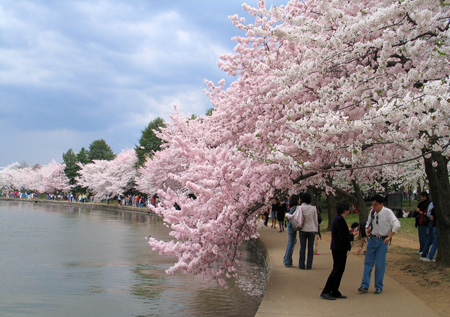 Cherry blossom festival