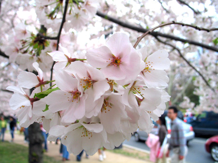 Cherry blossom festival